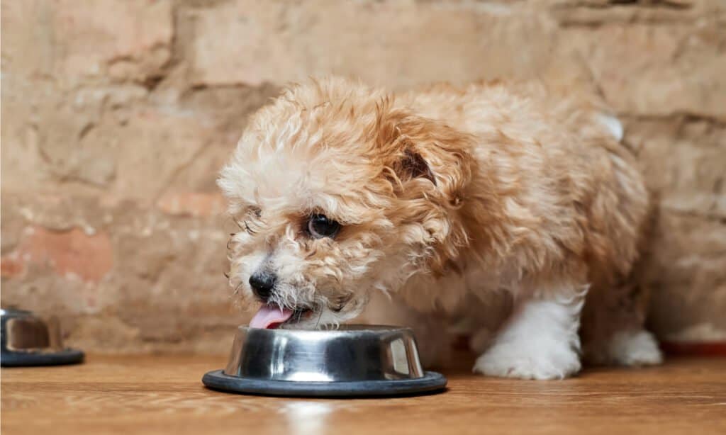 Maltipoo contro Shih Poo