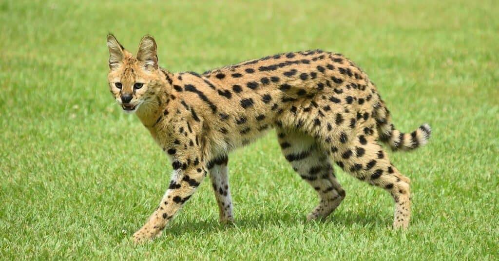 I gatti più veloci - Serval