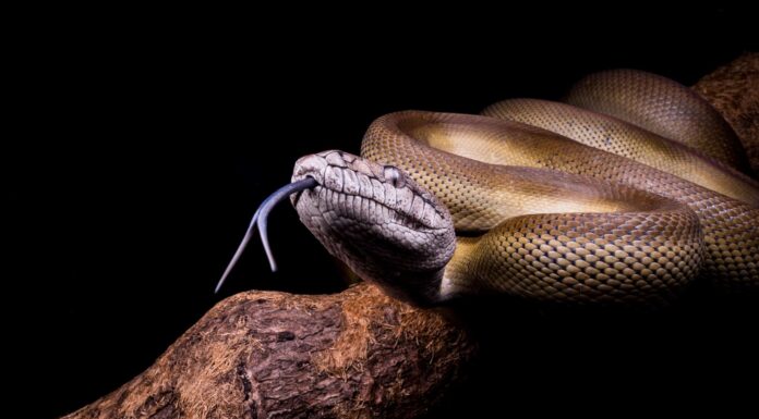 Not Today Snake: 5 animali che possono combattere dallo stomaco dei serpenti

