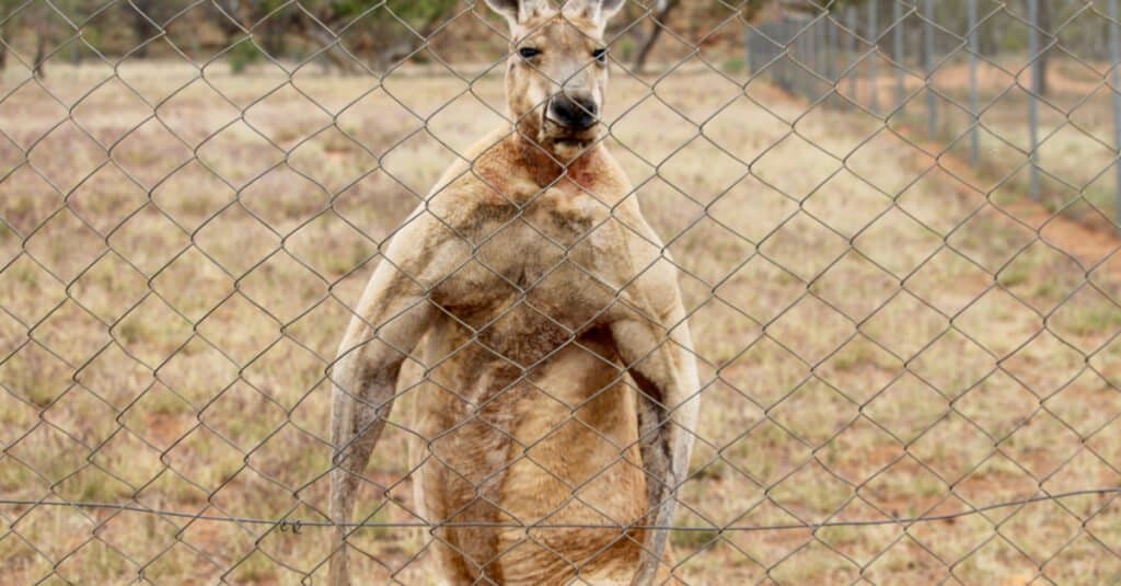 Canguri più grandi - Buff Kangaroo