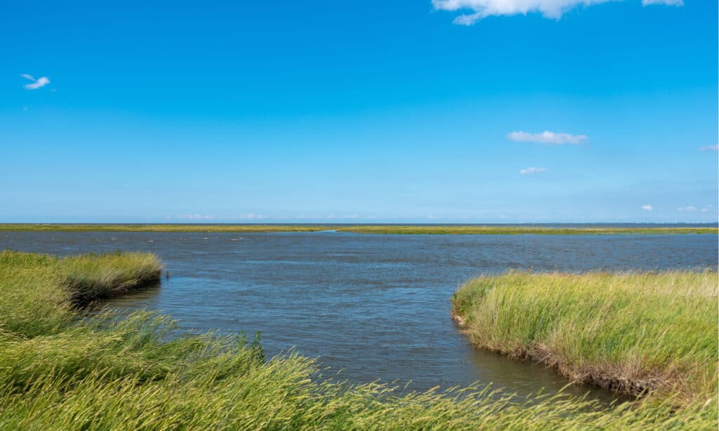 Estuario