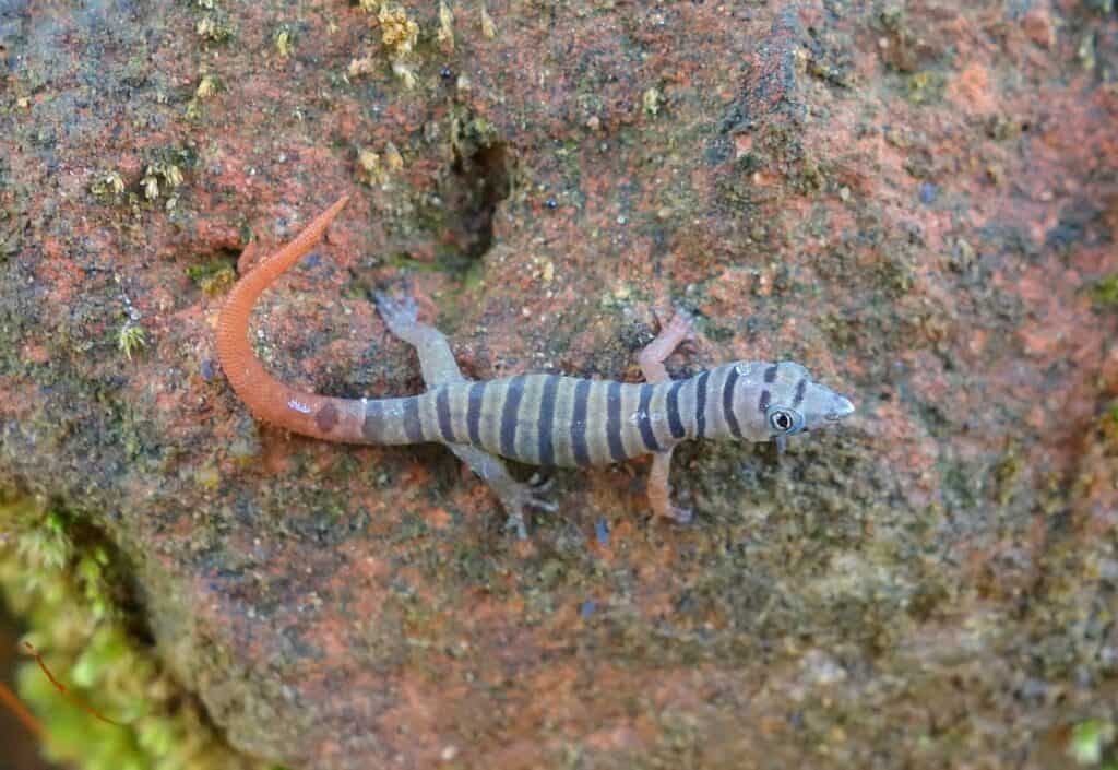 Geco cinereo (Sphaerodactylus elegans)