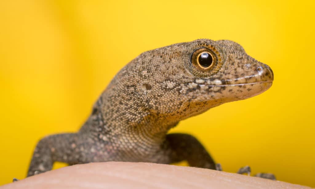 Geco dalla testa gialla (Gonatodes albogularis)