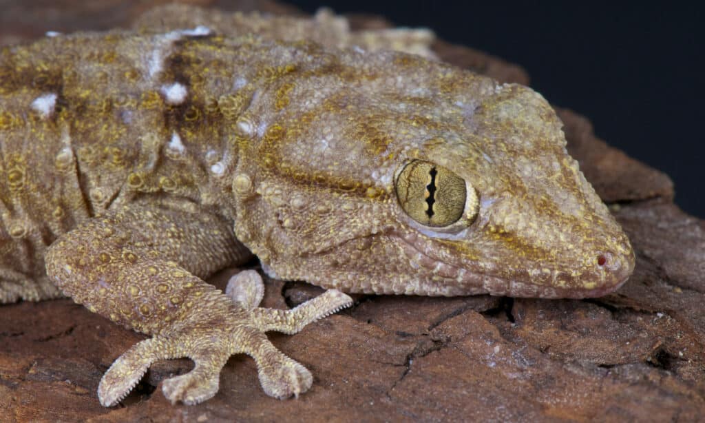 Geco delle pareti a macchie bianche (Tarentola annularis)