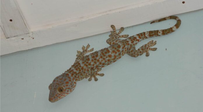 Reef Gecko (Sphaerodactylus notatus)