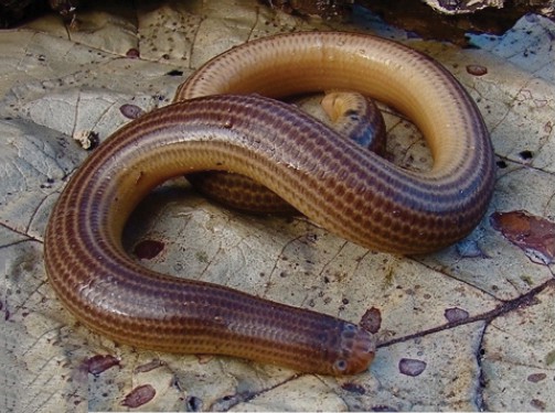 Serpente cieco a strisce sudamericano