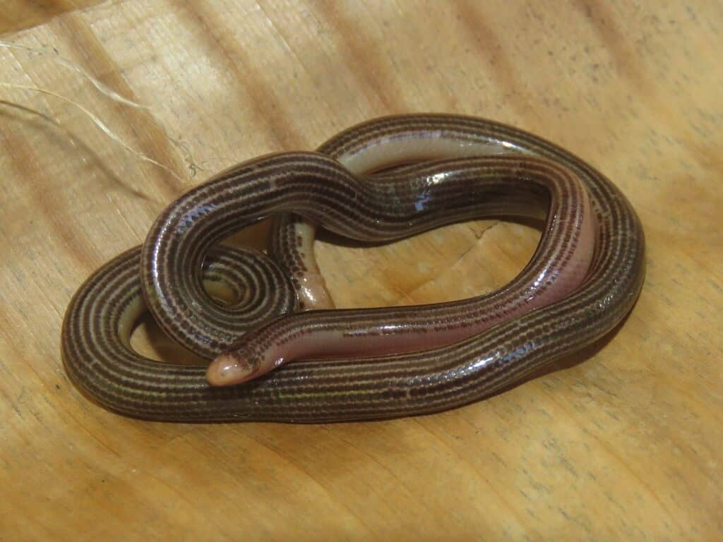 Serpente cieco di Trinidad