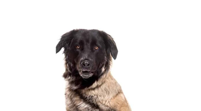 Estrela Mountain Dog vs Leonberger: qual è la differenza?
