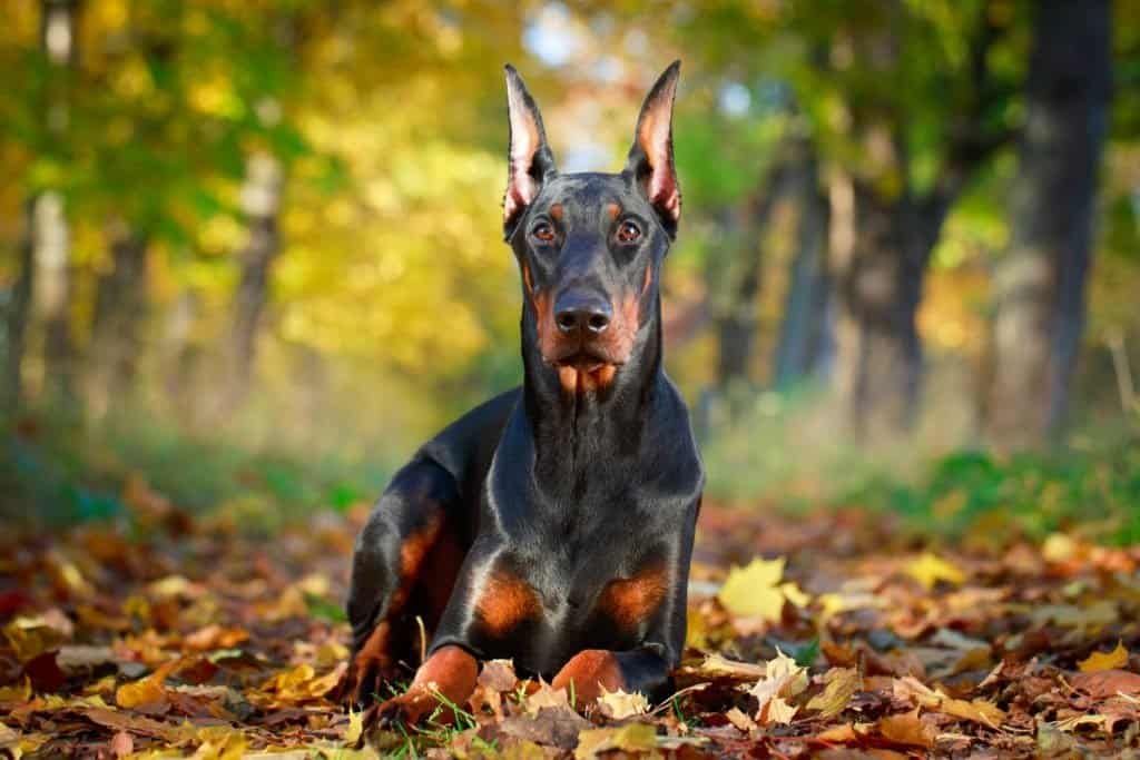 razze di cani più intelligenti - Doberman Pinscher