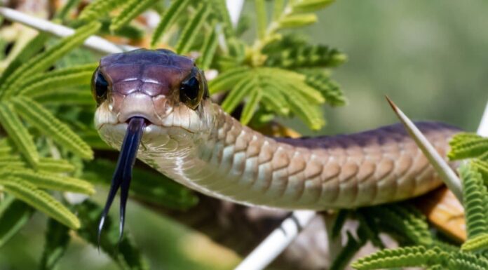 Boomslang vs Bush Snake maculato: quali sono le differenze?
