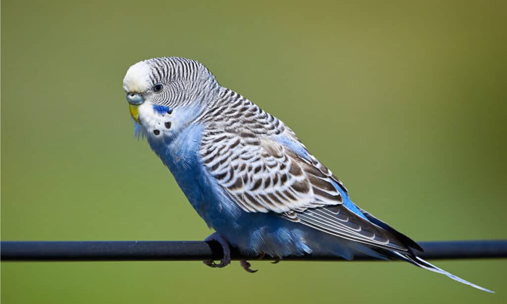 Guida per animali da compagnia parrocchetto