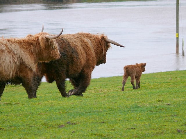 Yak vs mucca delle Highlands