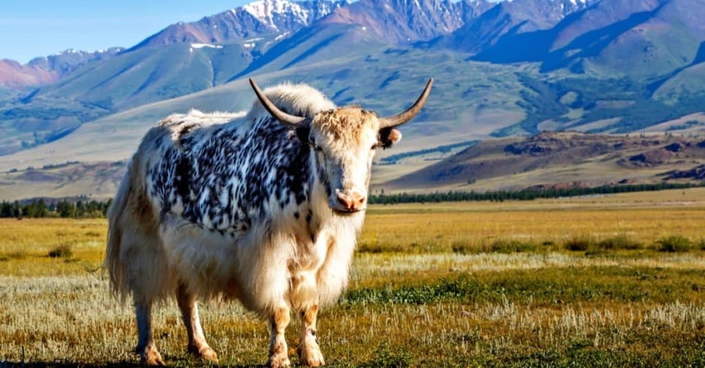 Incredibile animale di montagna: Yak
