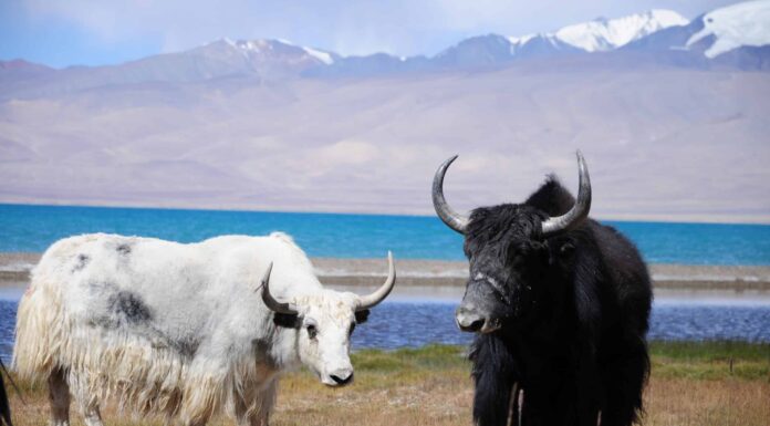 Yak vs mucca delle Highlands
