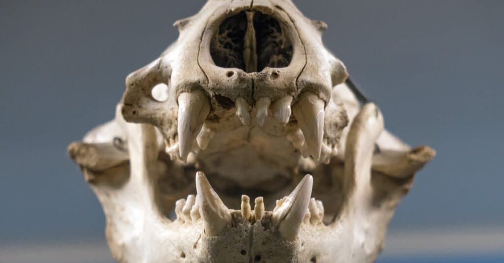 Denti di leone marino - primo piano dei denti di leone marino