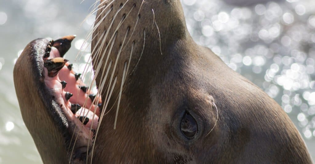Denti di leone marino - Leone marino della California