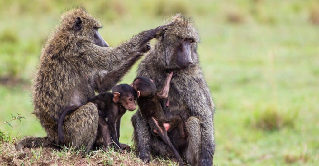 Come si chiama un gruppo di scimmie?