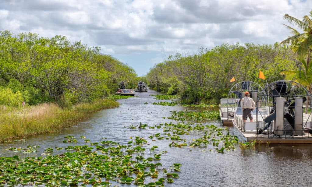 Parco nazionale delle Everglades - Idroscivolante