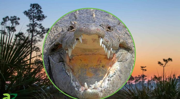 Tutto su Alligator Alley: un percorso panoramico attraverso le Everglades della Florida

