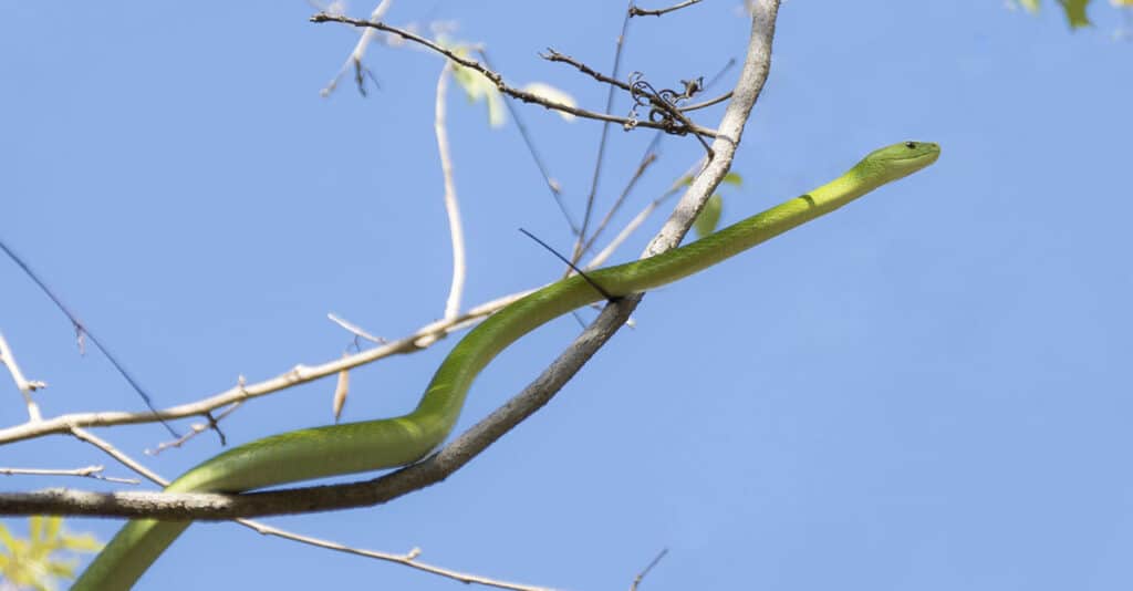 Mamba verde orientale su un albero