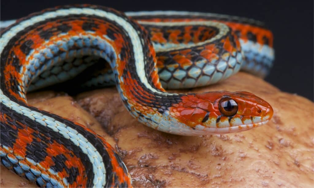 serpente giarrettiera di san francisco