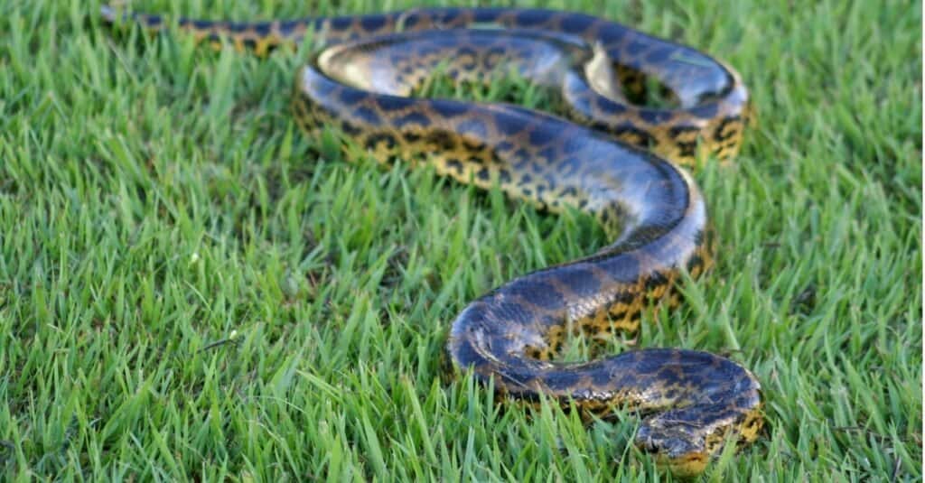 anaconda che striscia nell'erba
