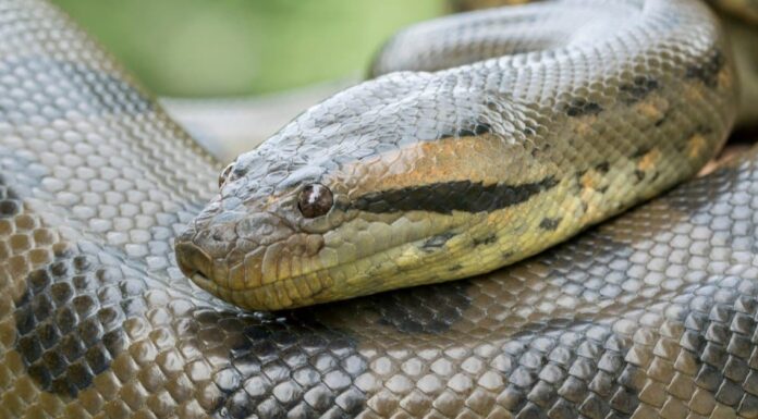 Serpente a sonagli Vs Anaconda: come sono diversi?
