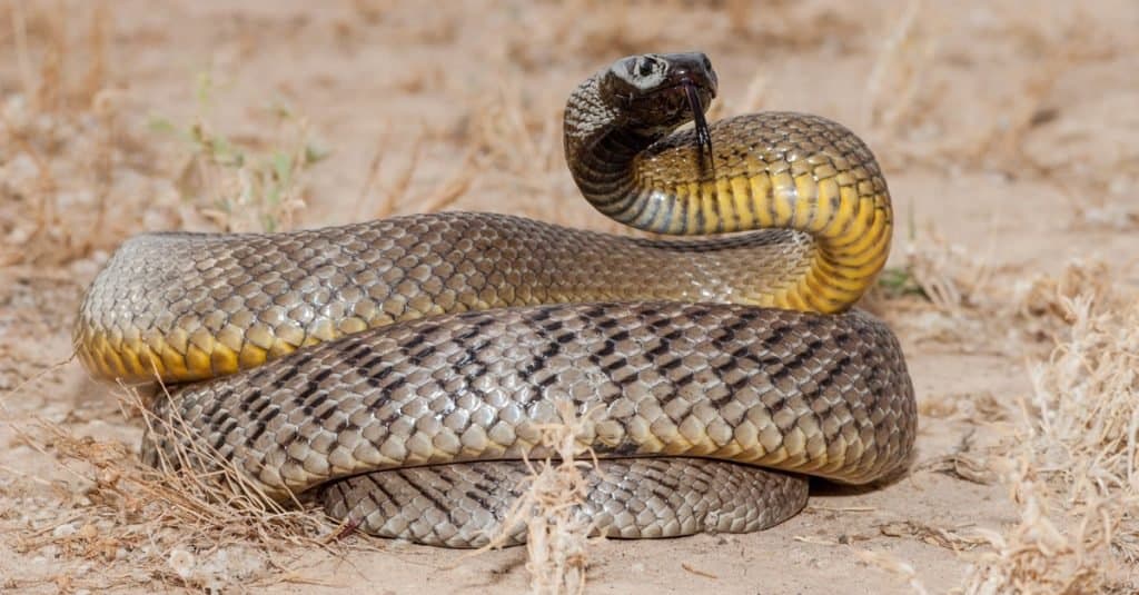 La maggior parte dei serpenti velenosi nel mondo - Inland Taipan