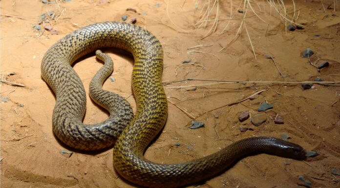 Golden Lancehead vs Inland Taipan: quali sono le differenze?
