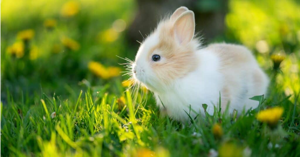 ritratto di coniglio bambino
