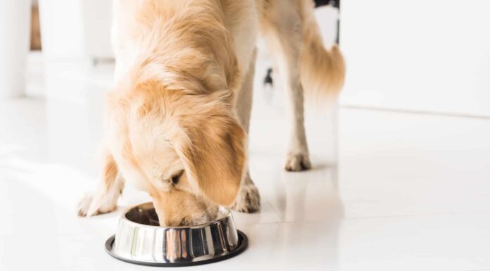 Scopri 5 cibi sorprendenti che non dovresti mai dare da mangiare al tuo cane
