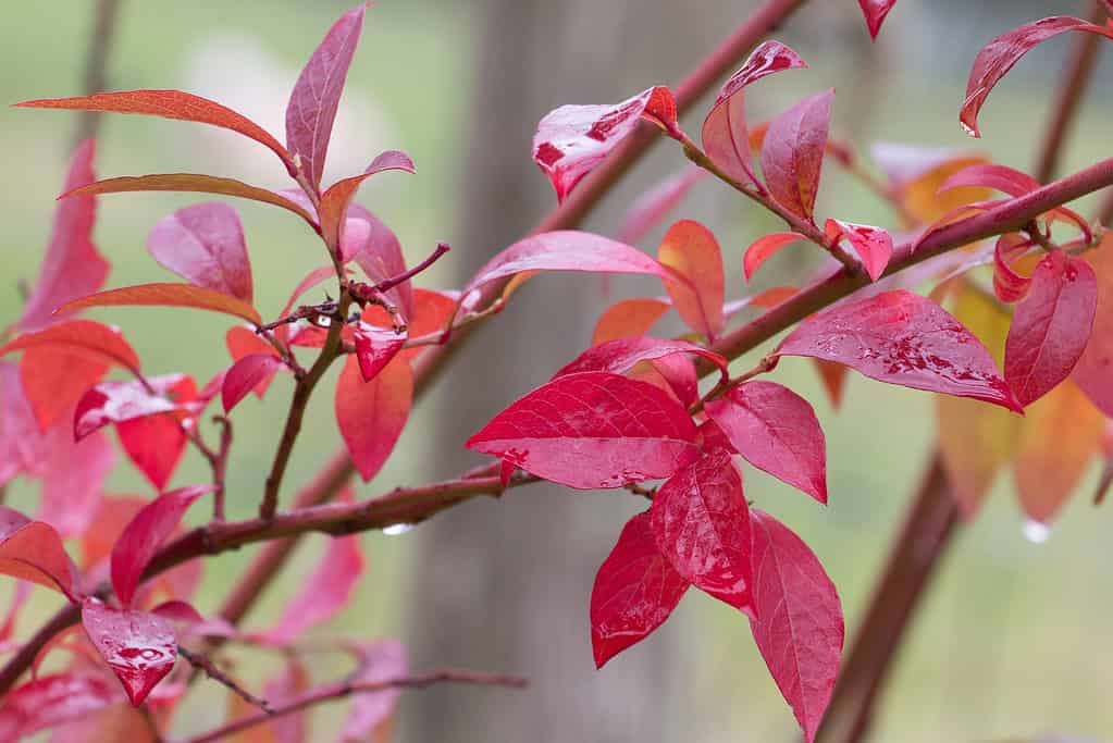 Fotogramma intero: foglie ovali rosso scuro di un cespuglio di mirtilli, contro un ambiente naturale.  Le foglie sono bagnate come se stesse piovendo.