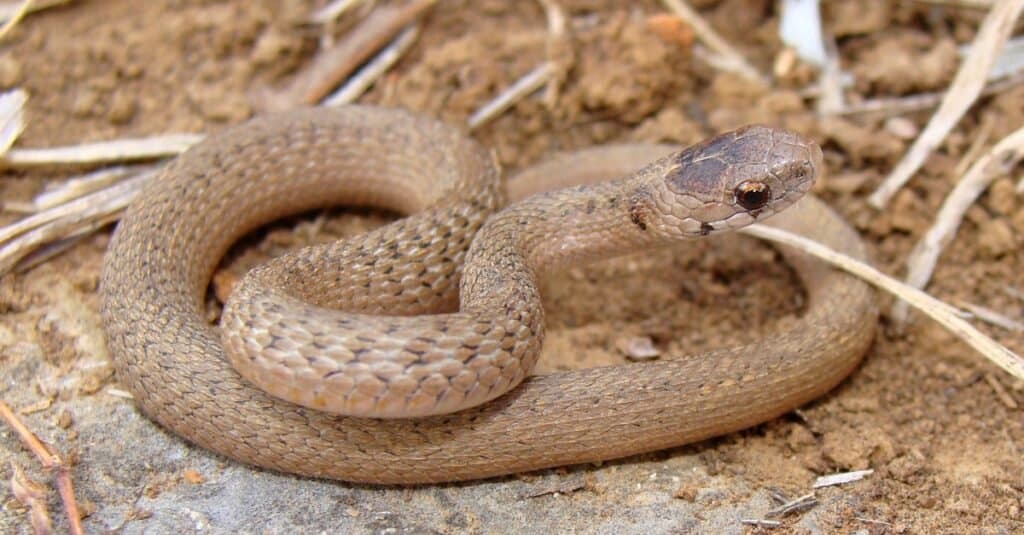 Serpenti che assomigliano al serpente marrone Copperheads-Texas