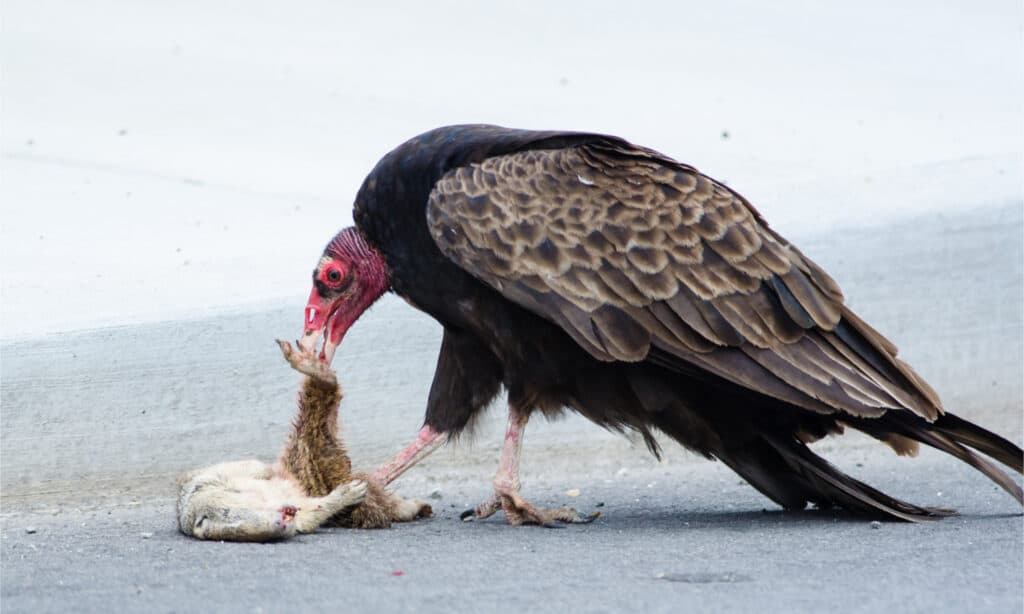 avvoltoio collorosso che mangia