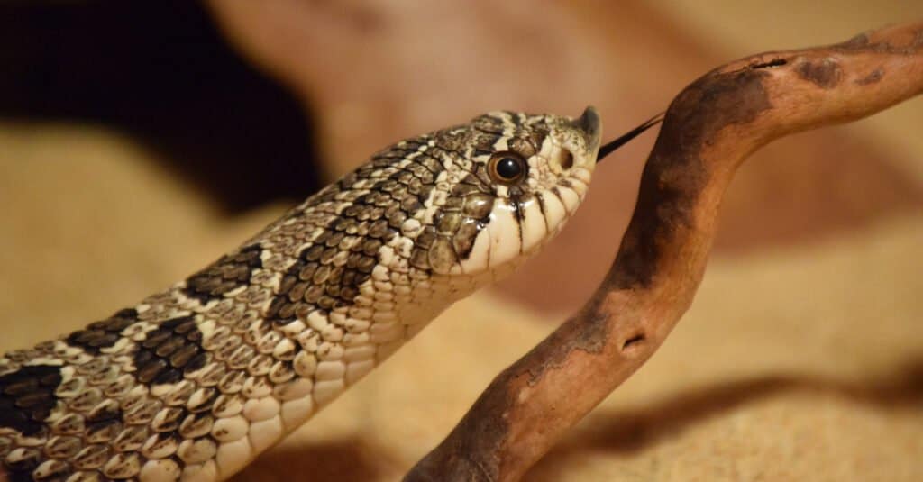 I serpenti Hognose occidentali hanno una scala rivolta verso l'alto sulla punta del naso che li aiuta a scavare attraverso la sabbia e il terreno sciolto.