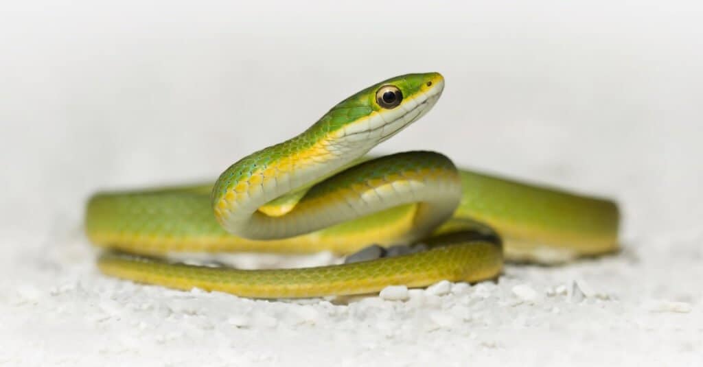 Serpenti nel Maine - Serpente verde liscio
