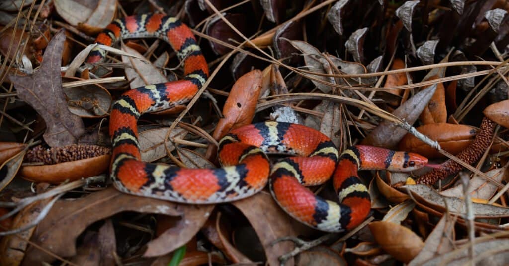 Serpenti nel Mississippi - Serpente scarlatto (Cemophora coccinea)