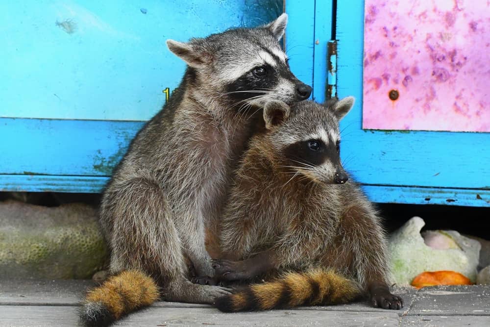 stagione degli amori dei procioni