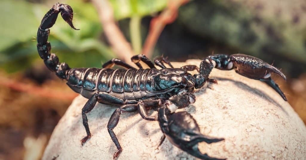 Scorpione nero (Imperatore Scorpion) seduto su una roccia.