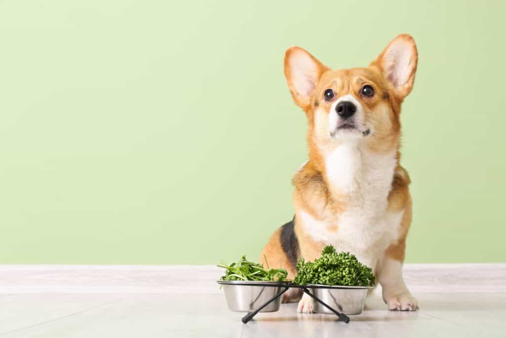 cane che mangia verdure
