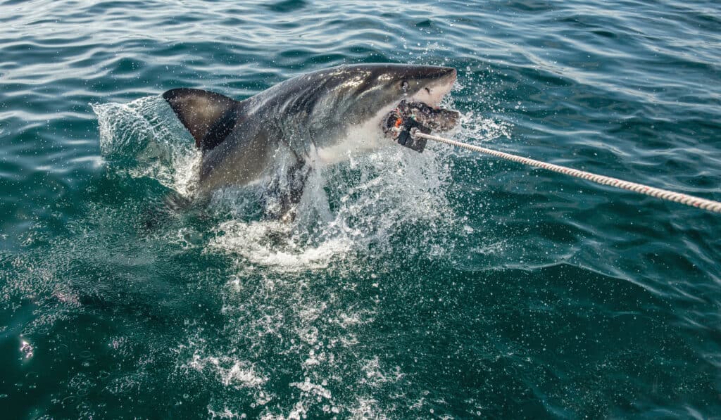 Il grande squalo bianco salta fuori dall'acqua e afferra l'esca.  Nome scientifico: Carcharodon carcharias.  Sud Africa