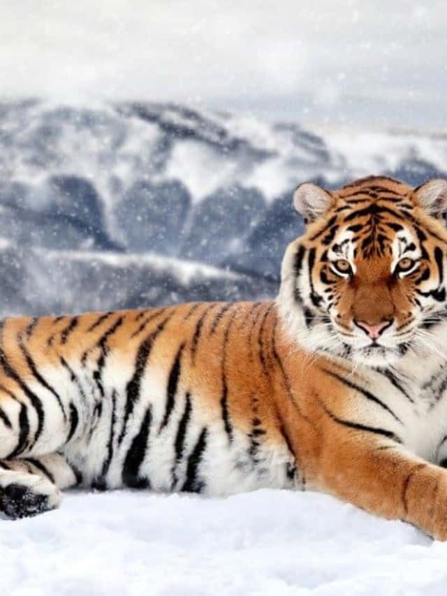 Quante tigri sono rimaste nel mondo Immagine di copertina