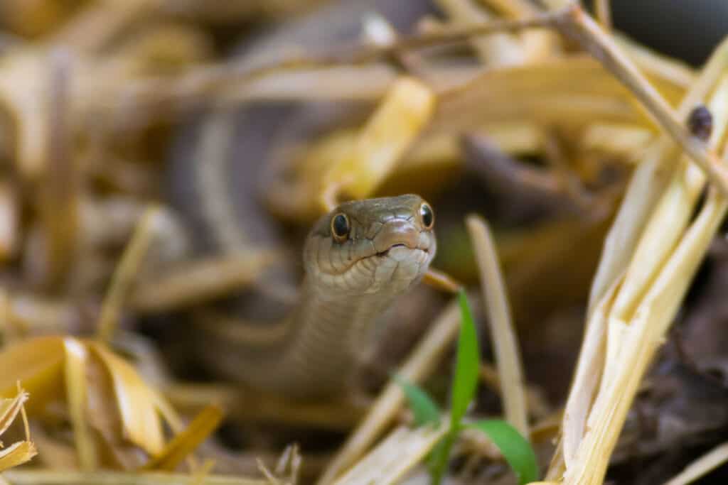 Un serpente giarrettiera territoriale occidentale