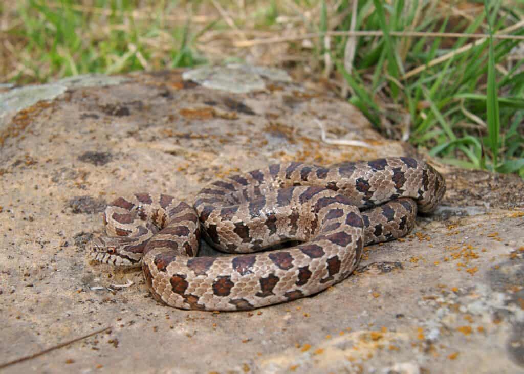 Serpente reale dal ventre giallo/serpente reale della prateria