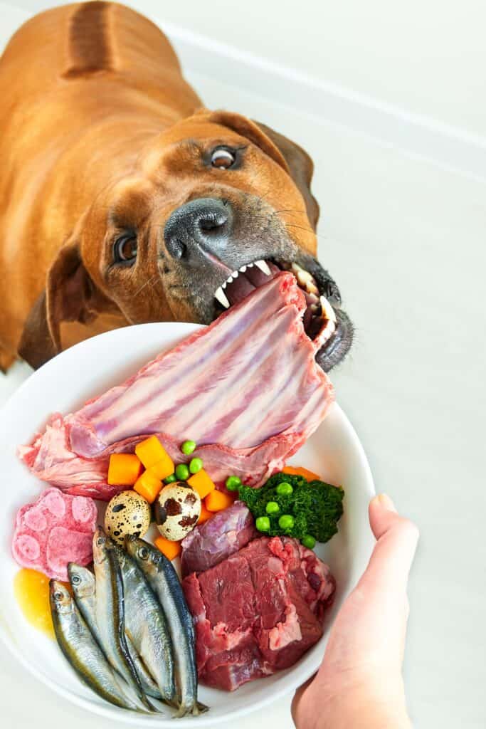 cane alimentato con dieta biologica