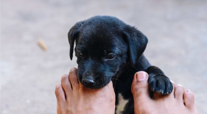 4 motivi per cui il tuo cane ti sta leccando i piedi e cosa fare al riguardo
