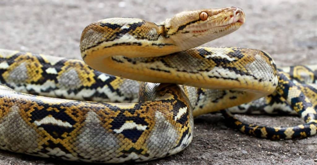 I serpenti più grandi: il pitone reticolato