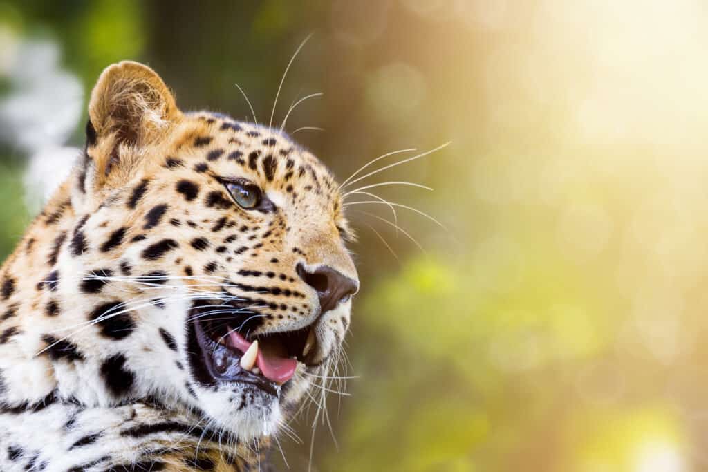 Leopardo dell'Amur alla luce del sole