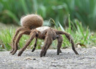 Grass Spider - Agelenopsis