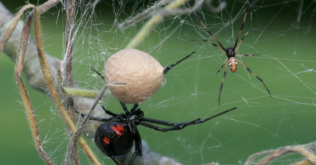 ragni vedova marrone contro ragni vedova nera